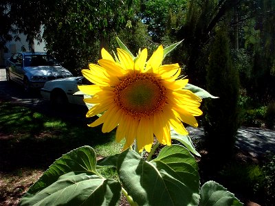 Sunflower photo