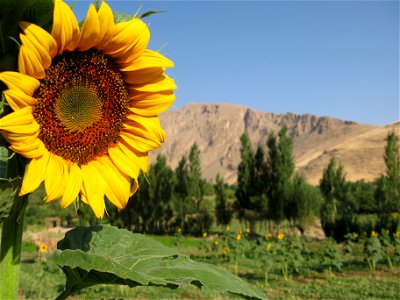 Sunflower (Helianthus annuus), Goldasht Valley, Borujerd, Iran