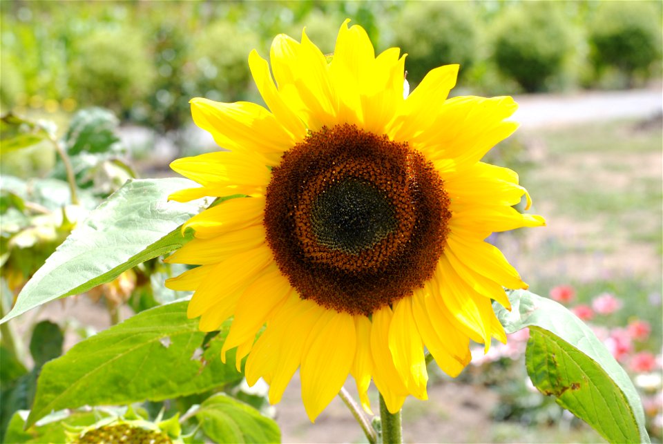 A sunflower in New Zealand photo