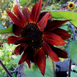 Sunflower 'Moulin Rouge' on July 16, 2017 in Santa Rosa, Ca. When sunflowers are given too much nitrogen, it is not uncommon for flowers to be disfigured. photo