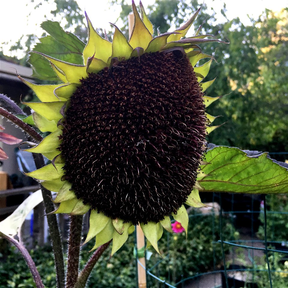 Sunflower 'ProCut Red' on July 27, 2017 in Santa Rosa, Ca.