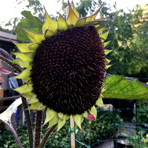 Sunflower 'ProCut Red' on July 27, 2017 in Santa Rosa, Ca. photo