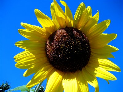 IMG_0175  Sunflower