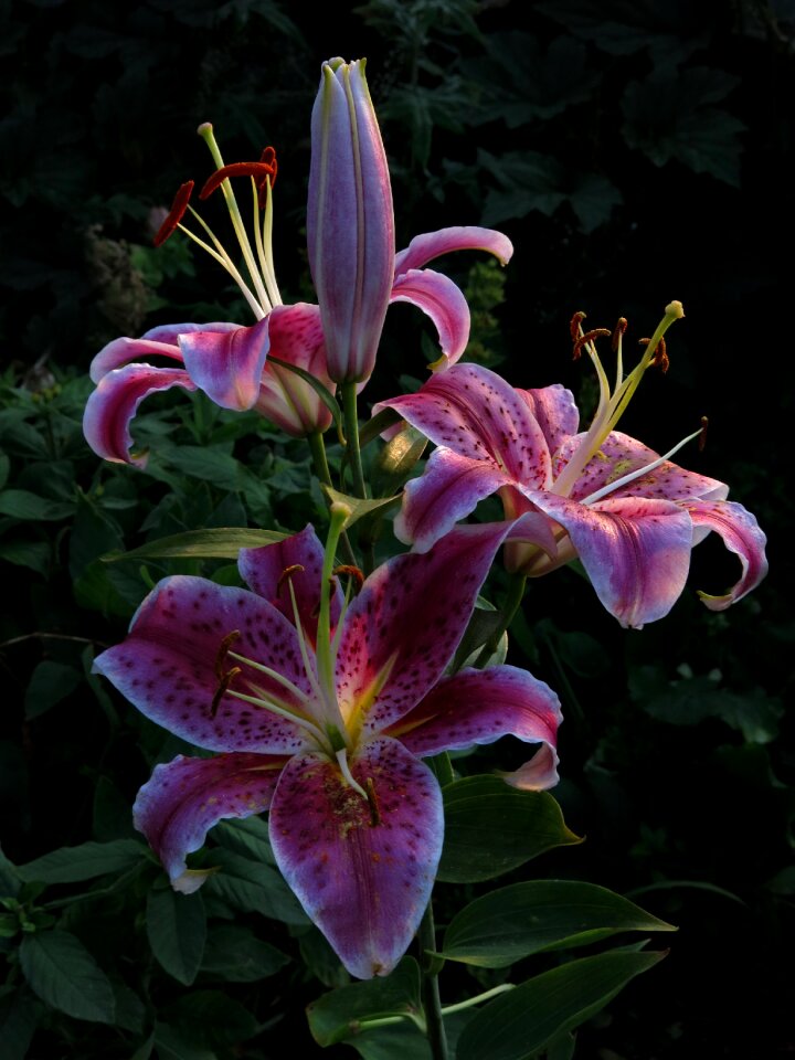 Flowers nature blossom