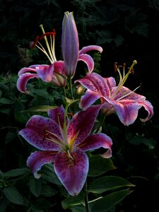 Flowers nature blossom photo