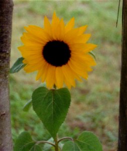 Flower of a Sunflower as JPEG (Joint Photographic Experts Group) photo photo