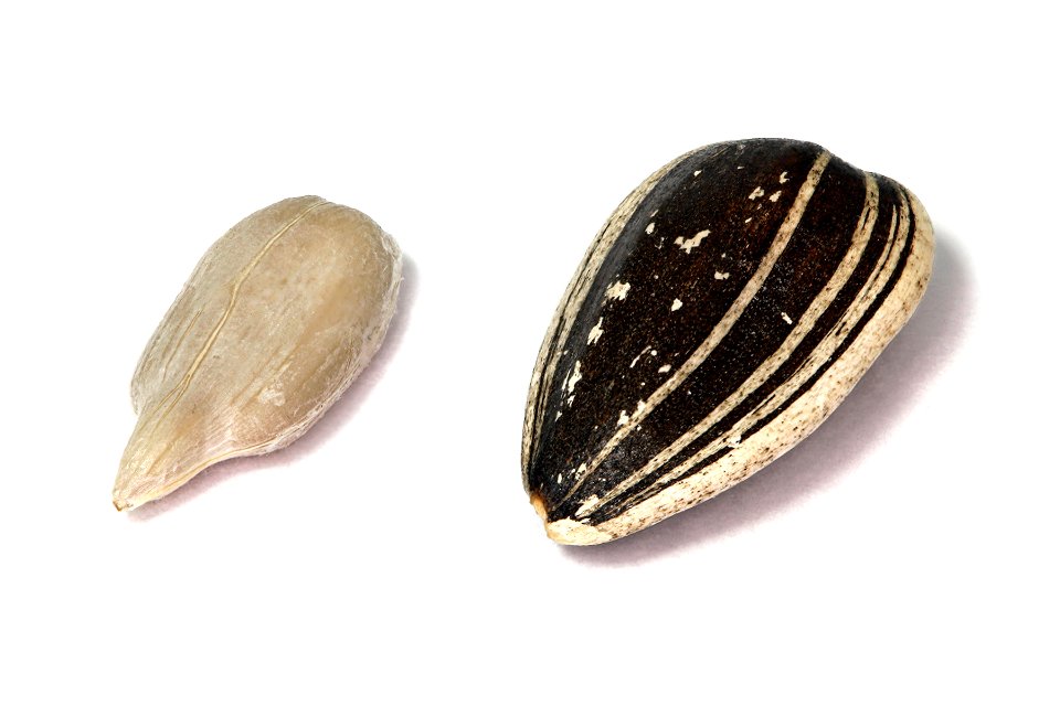 Sunflower seeds, hulled (achene) and dehulled. Focus stacked from 7 images.