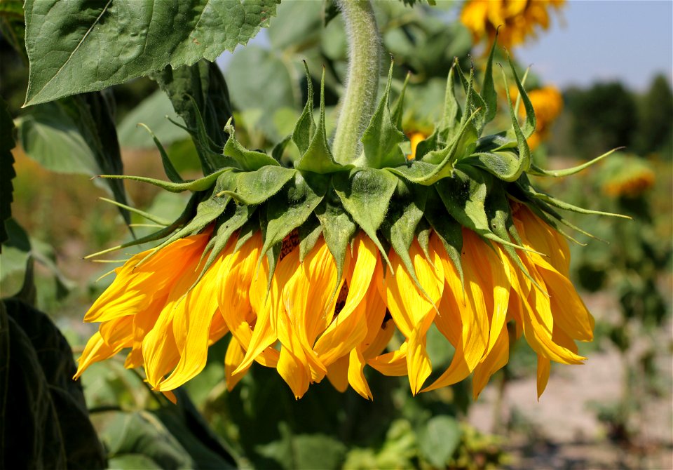 Sunflower head. Ukraine.