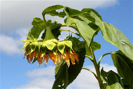 Sunflower head. Ukraine. photo