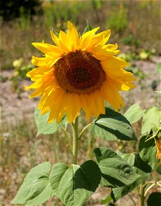 Sunflower head. Ukraine. photo
