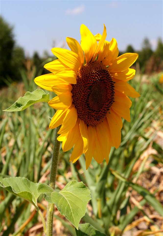 Sunflower head. Ukraine.