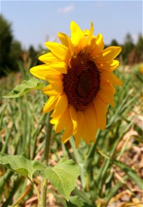 Sunflower head. Ukraine.