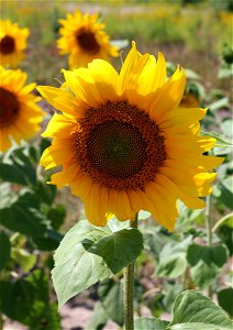 Sunflower head. Ukraine.
