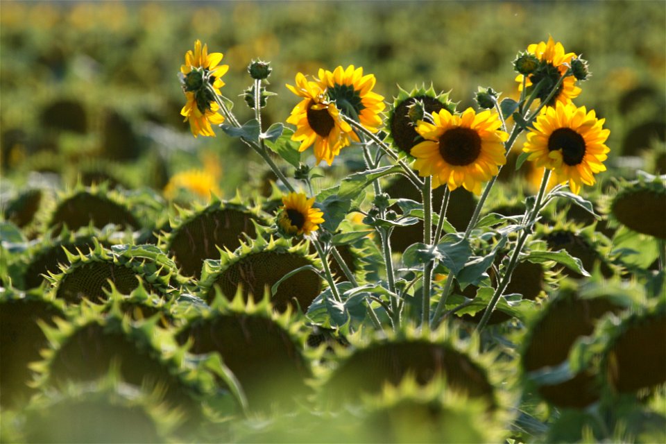 bouquet de tournesols
