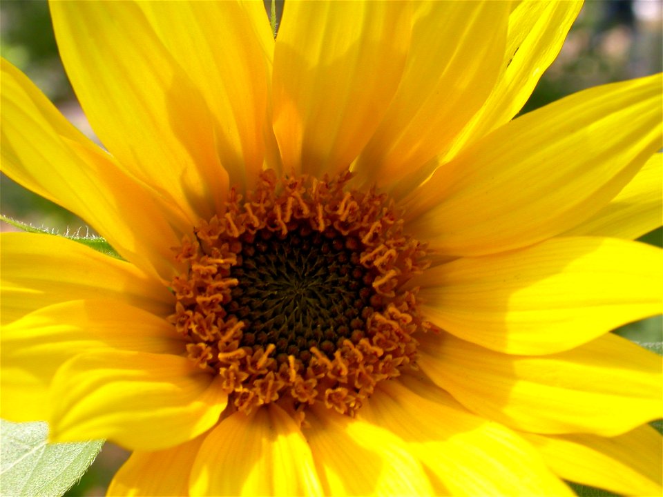 California wildflower