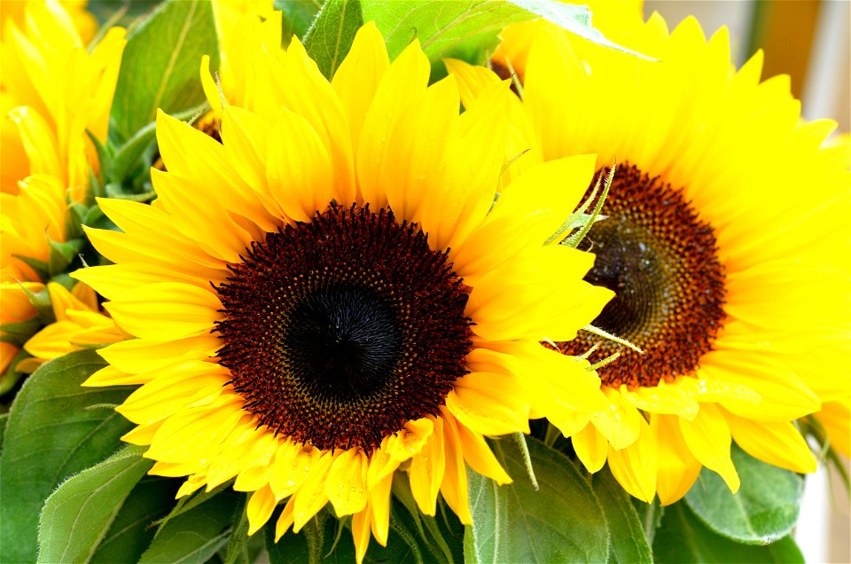 Zwei Sonnenblumen an einem Markt.
