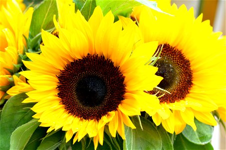Zwei Sonnenblumen an einem Markt. photo
