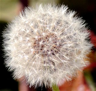 Self made image of dandelion. photo