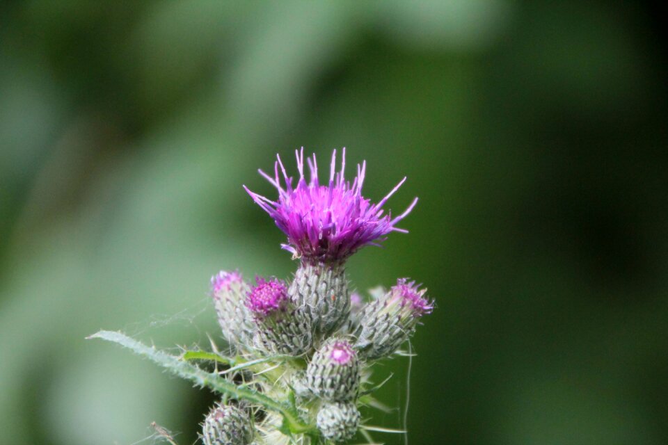 Wild plant thorny violet