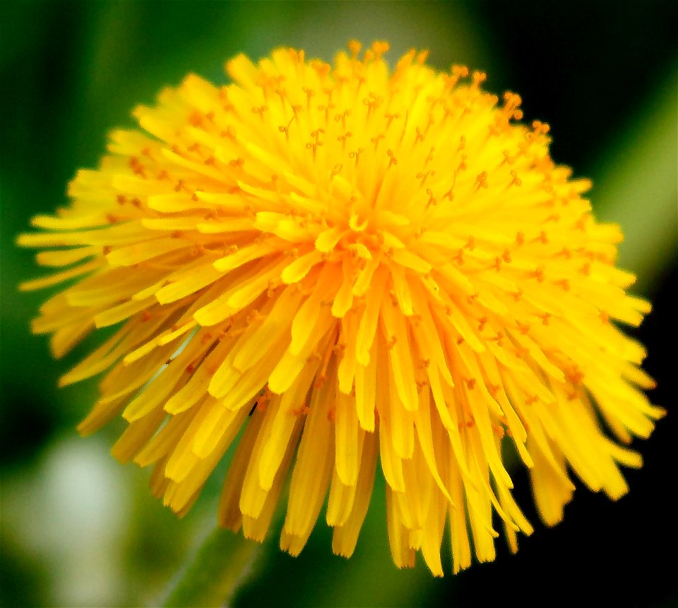 Self made picture of Dandelion flower head.