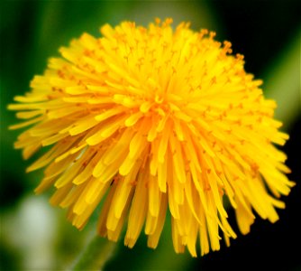 Self made picture of Dandelion flower head. photo