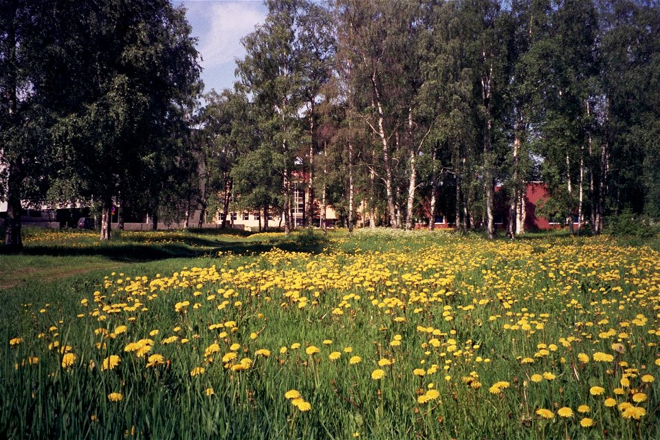 Dandelions in the Tuira district of the city of Oulu in Finland.