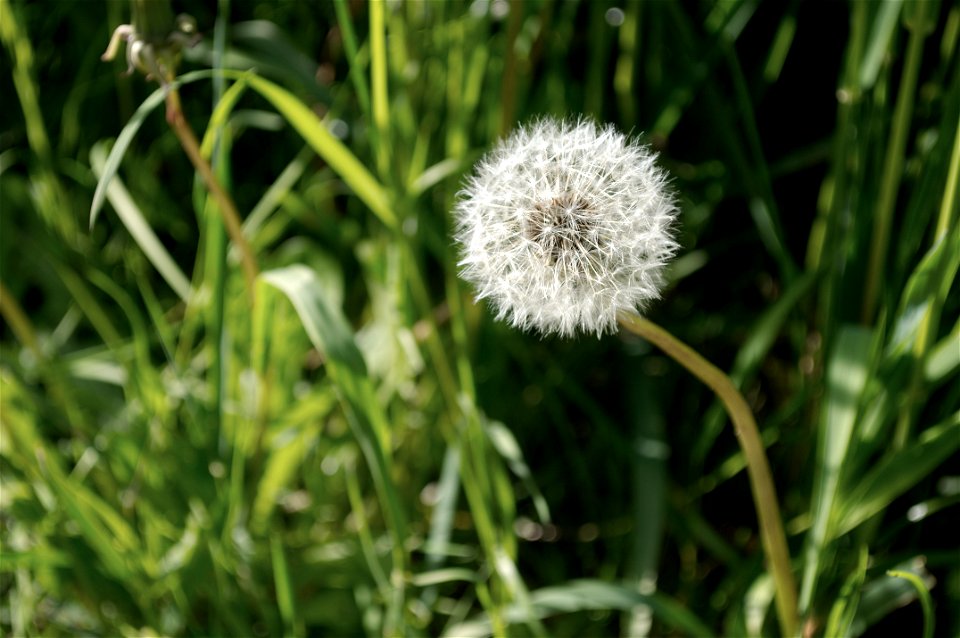 Closeup of Common Dandelion (Taraxacum officinale) parachute ball in Marymoor Park, Redmond, Washington.