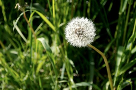 Closeup of Common Dandelion (Taraxacum officinale) parachute ball in Marymoor Park, Redmond, Washington. photo