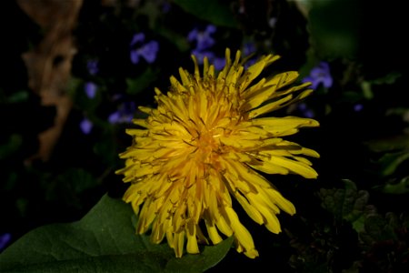 Цвіт Кульбаби: світлина photo