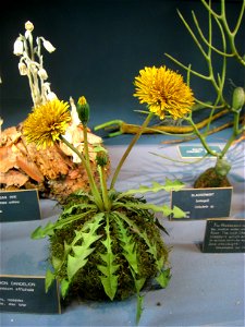 Botanical model of Taraxacum officinale by George and Paul Marchand in the Buffalo Museum of Science, Buffalo, New York, USA.