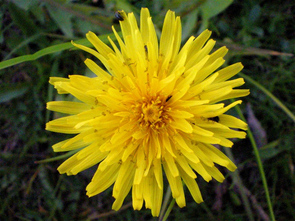 mniszek lekarski, Taraxacum officinale