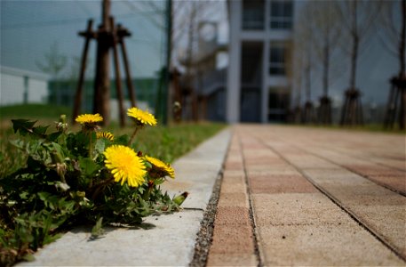 Dandelion at the Ohkawa Gakuen Medical & Welfare College