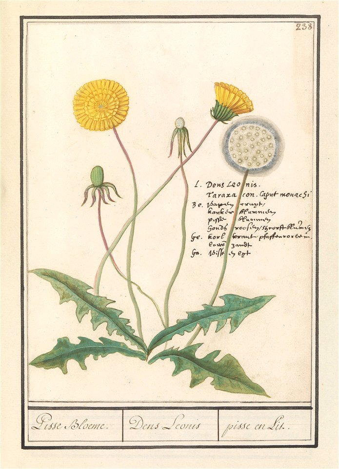 IdentificatieTitel(s): Paardenbloem (Taraxacum officinale)Pisse Bloeme. / Dens Leonis / pisse en Lit (titel op object)Objecttype: tekening Objectnummer: RP-T-BR-2017-1-10-42Omschrijving: Paardenbloem.