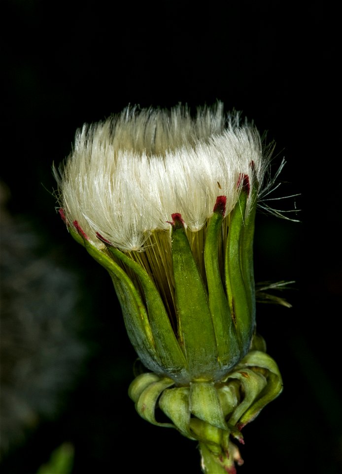 Taraxacum officinale

 Pampeliška lékařská