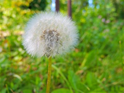 Fleur de pissenlit en fin de vie.