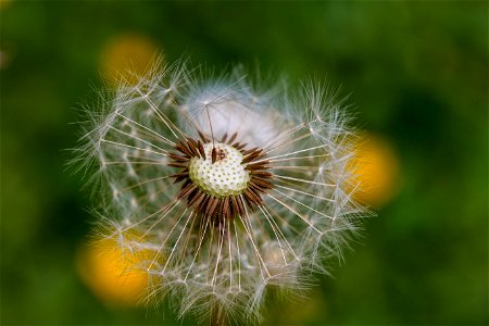 Dandelion photo