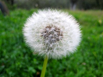 A Dandlion seed head. Taraxacum officinale. photo