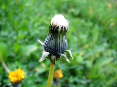 A dandelion. Taraxacum officinale. photo