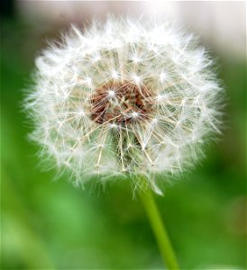 Fleur de pissenlit - Dandelion clock - Taraxacum officinale photo