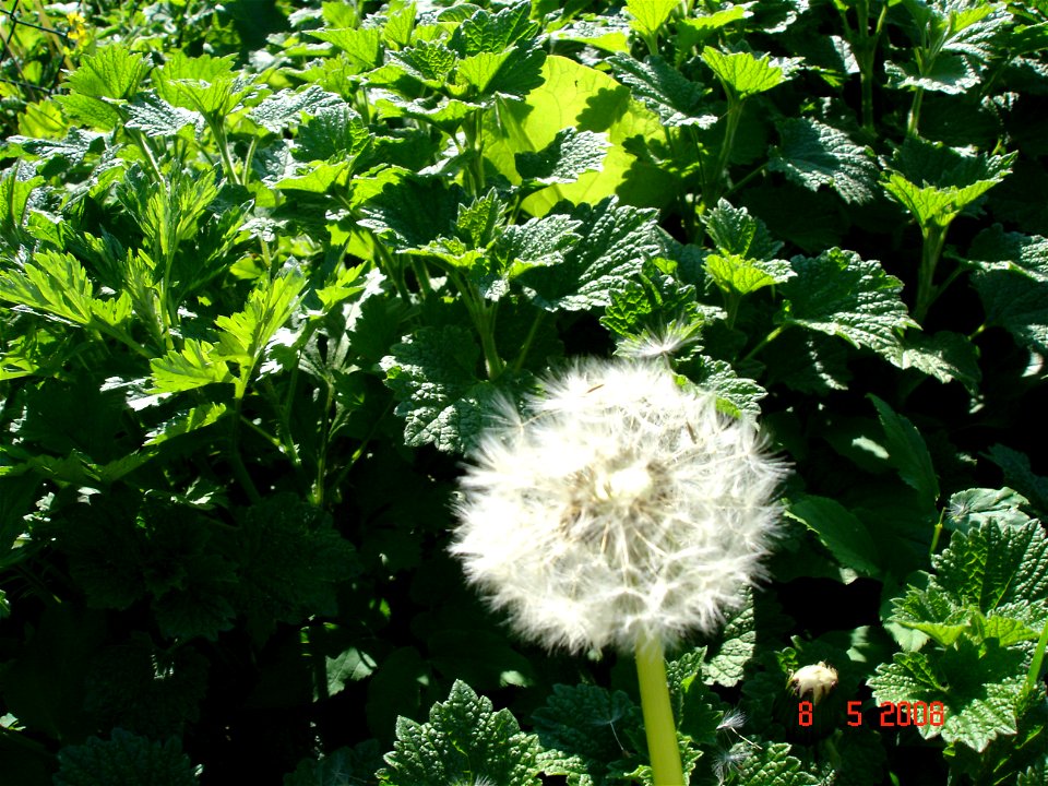 تاج گل کاسنی زرد(Traxacum officinale)