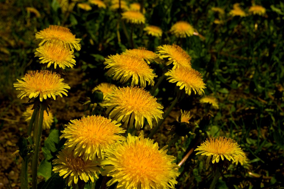 Taraxacum officinale