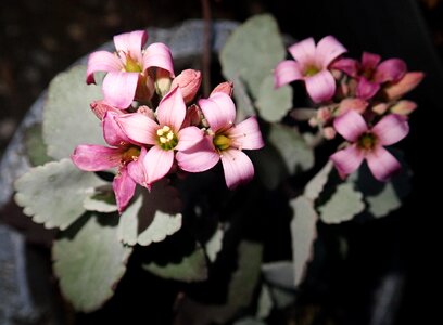 Plant garden nature