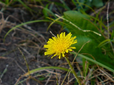 Taraxacum officinale flower photo