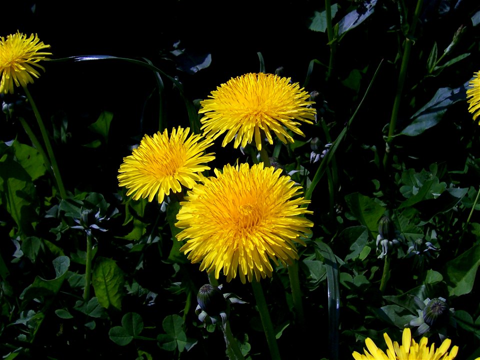 Taraxacum officinale flower

 Löwenzahhn in Blüte
Author: de:Benutzer:Slick

Date: 1. Mai 2005
