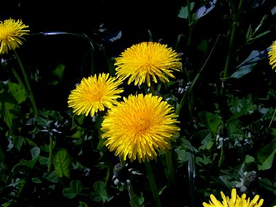 Taraxacum officinale flower

 Löwenzahhn in Blüte
Author: de:Benutzer:Slick

Date: 1. Mai 2005