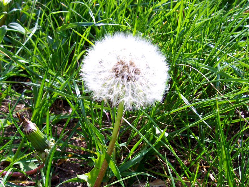 Taraxacum officinale flower

 Löwenzahhn verblüht (Pusteblume)
Author: de:Benutzer:Slick

Date: 1. Mai 2005