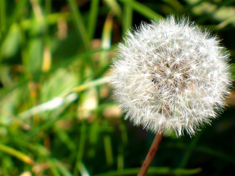 Taraxacum officinale seeds