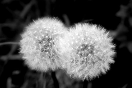 I am more used to capturing landscapes and seeing as it was a dull day with no interesting scenery around, I decided to attempt some close-ups. My 18-55mm kit lens was pushed to its limits but I did photo