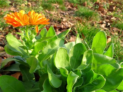 Ringelblume (Calendula officinalis) an der Saar in Saarbrücken
