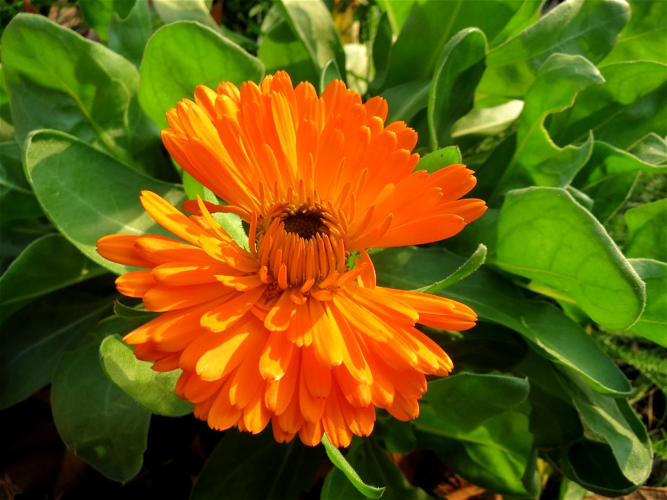 Ringelblume (Calendula officinalis) an der Saar in Saarbrücken